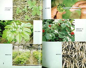 西洋參種植技術指南 從選地到采收的全流程解析